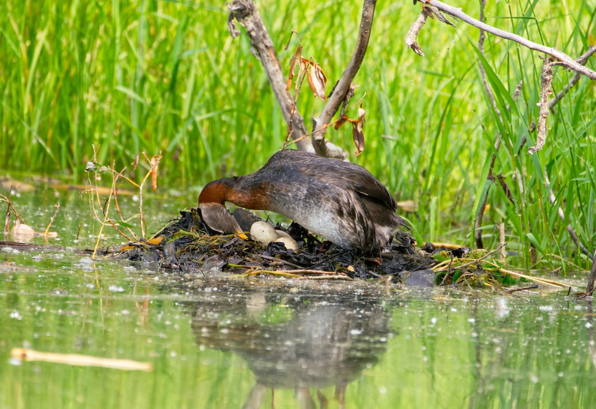 Red-necked Grebe - ML638575593