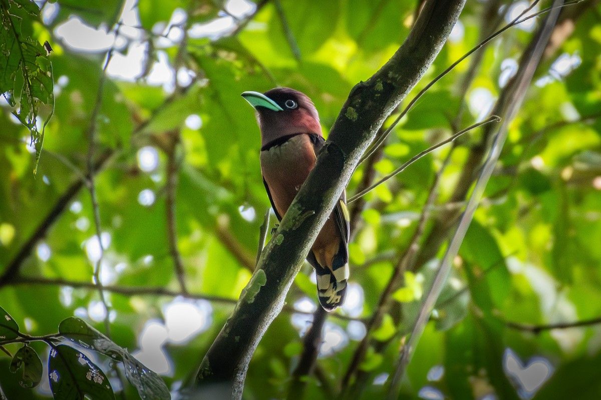 Banded Broadbill - ML638575600