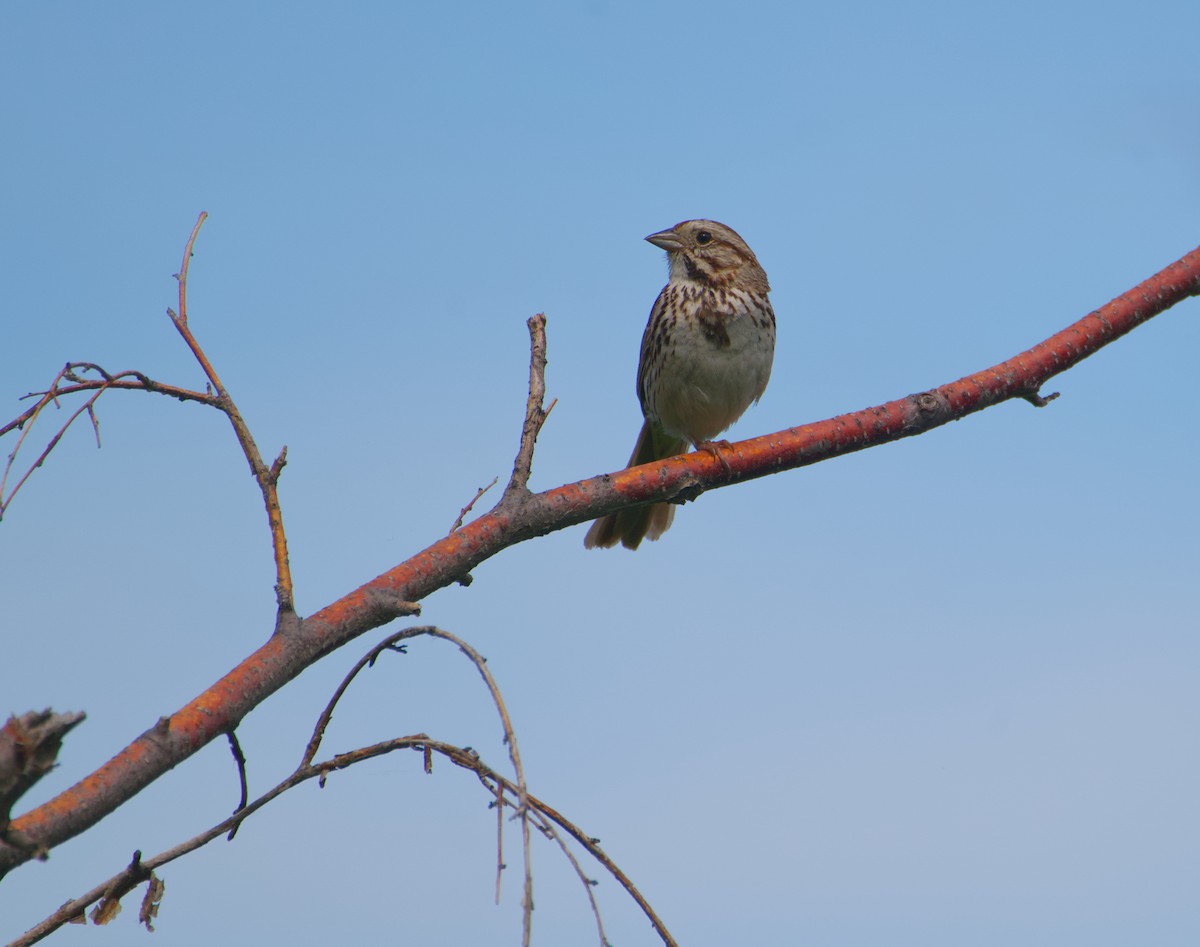 Song Sparrow - ML638575602