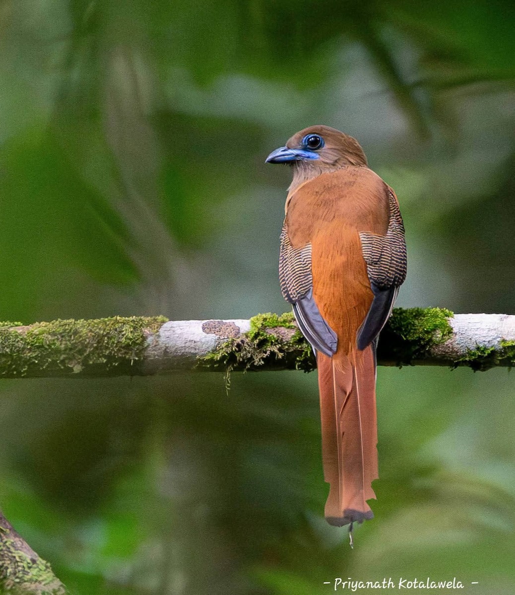 Malabar Trogon - ML638575626
