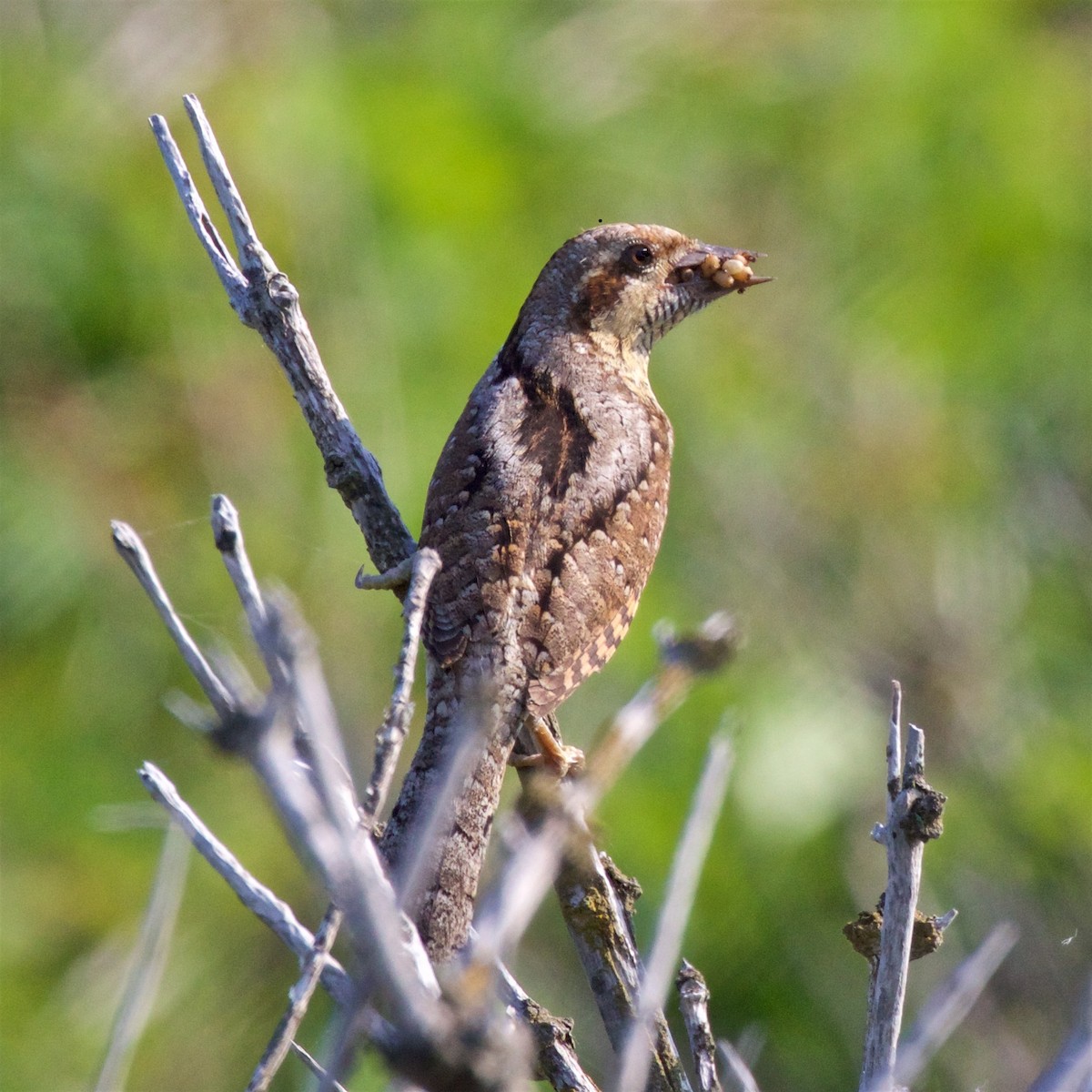 Eurasian Wryneck - ML638575641