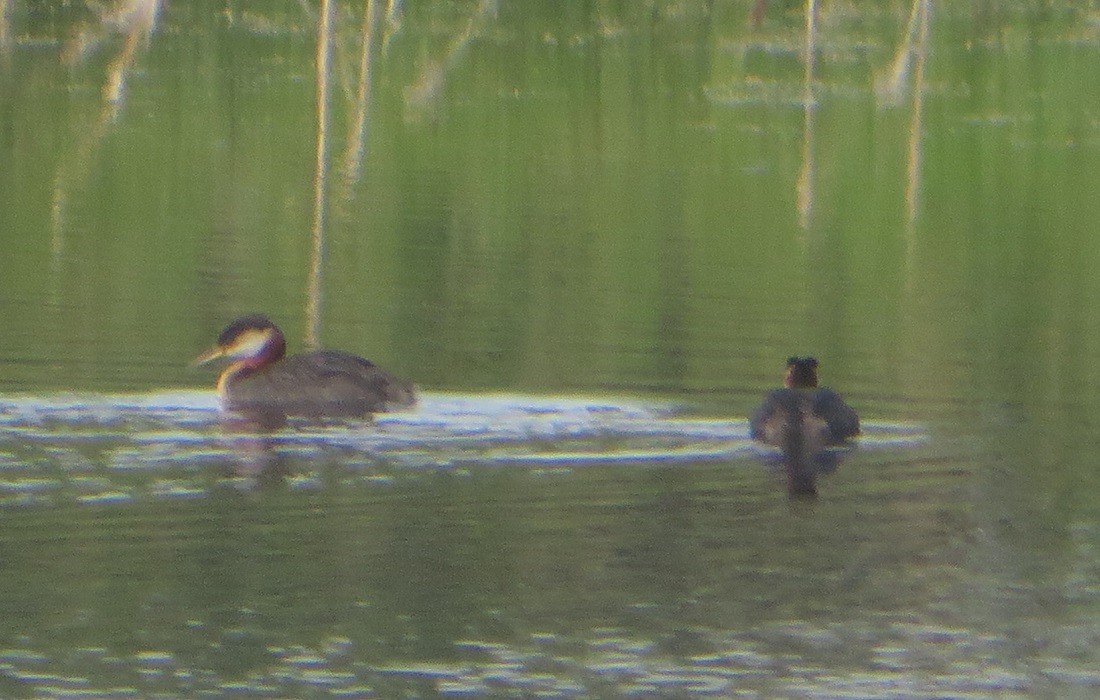 Red-necked Grebe - ML638575646