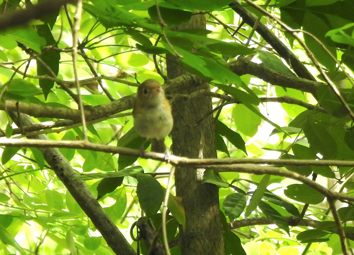 Cozumel Vireo - ML638575648
