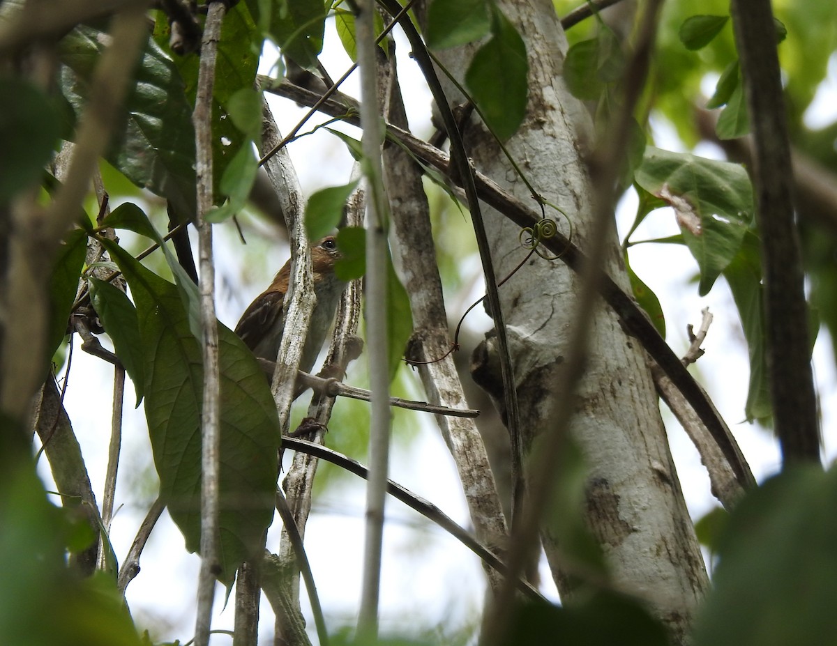 Cozumel Vireo - ML638575649