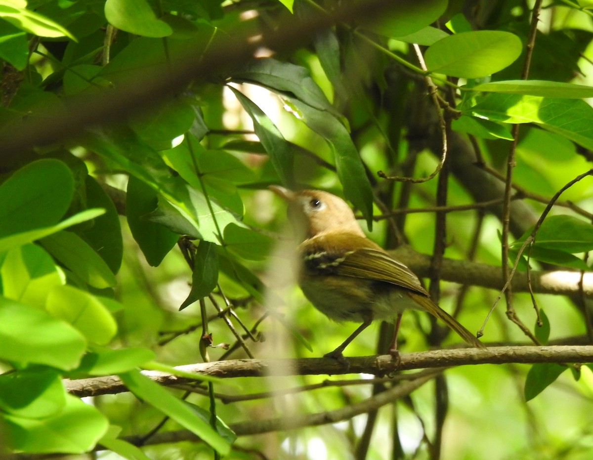 Cozumel Vireo - ML638575650