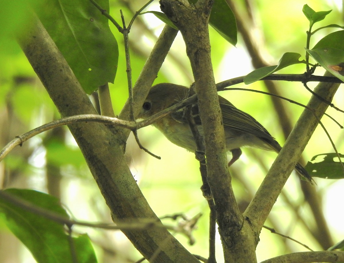 Cozumel Vireo - ML638575651