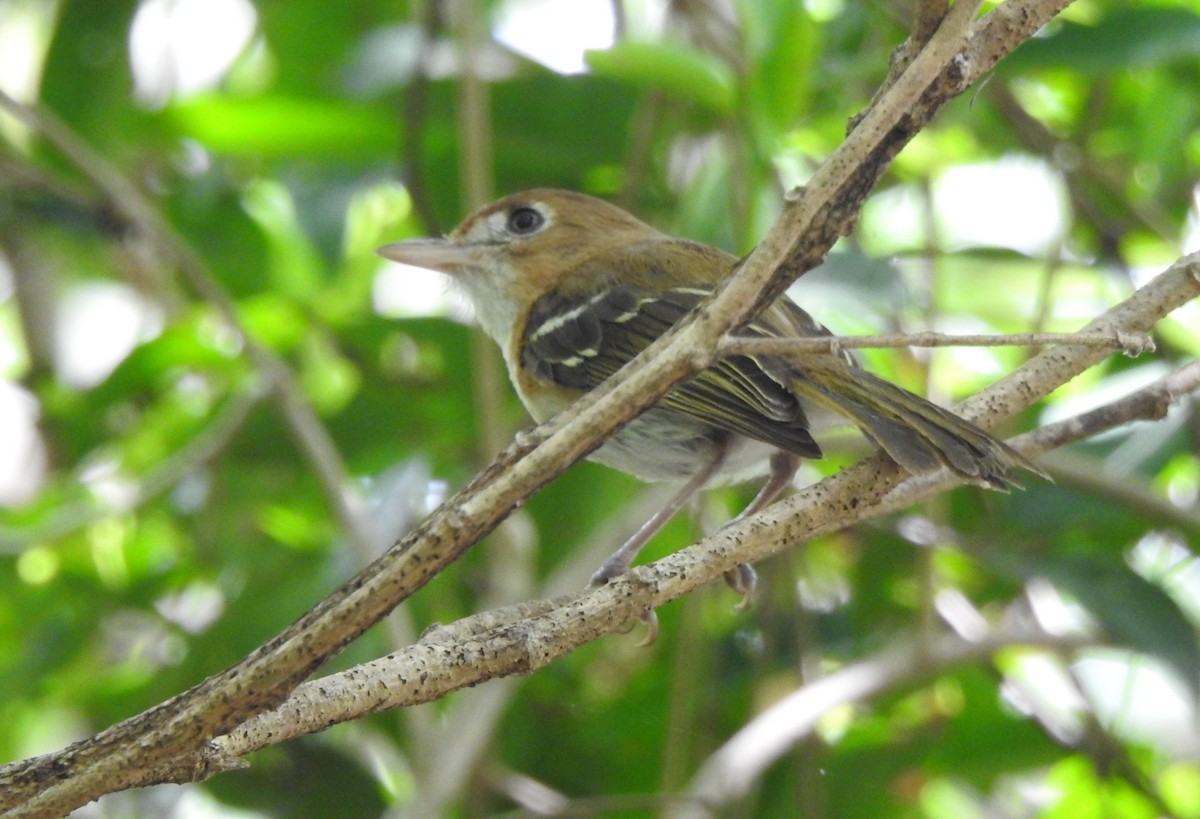 Cozumel Vireo - ML638575652
