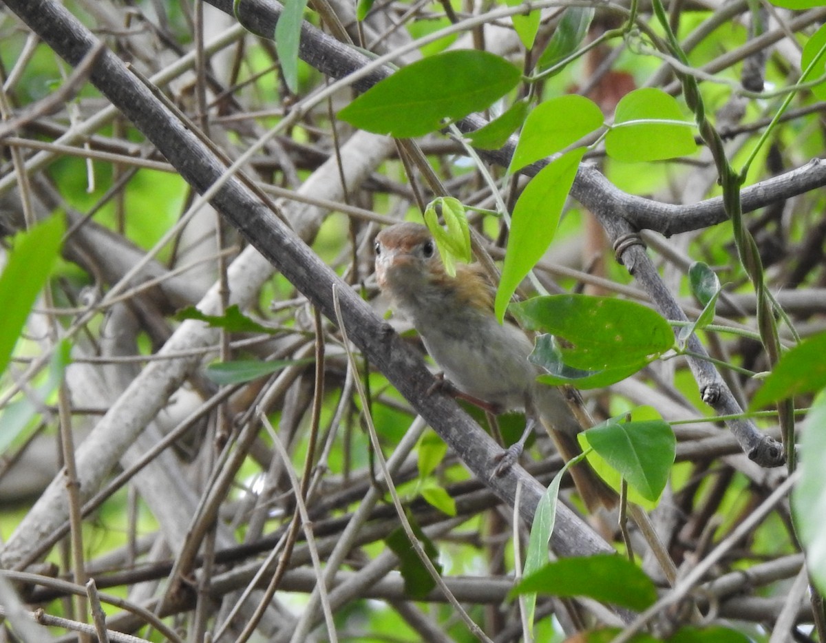 Cozumel Vireo - ML638575653