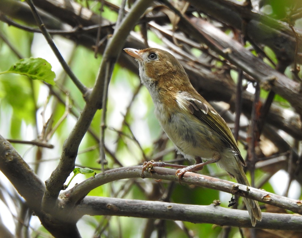 Cozumel Vireo - ML638575655
