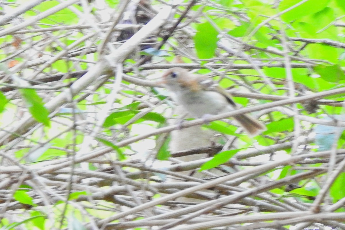 Cozumel Vireo - ML638575656