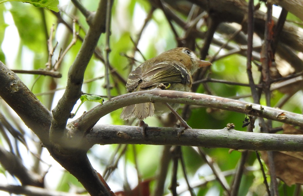 Cozumel Vireo - ML638575657