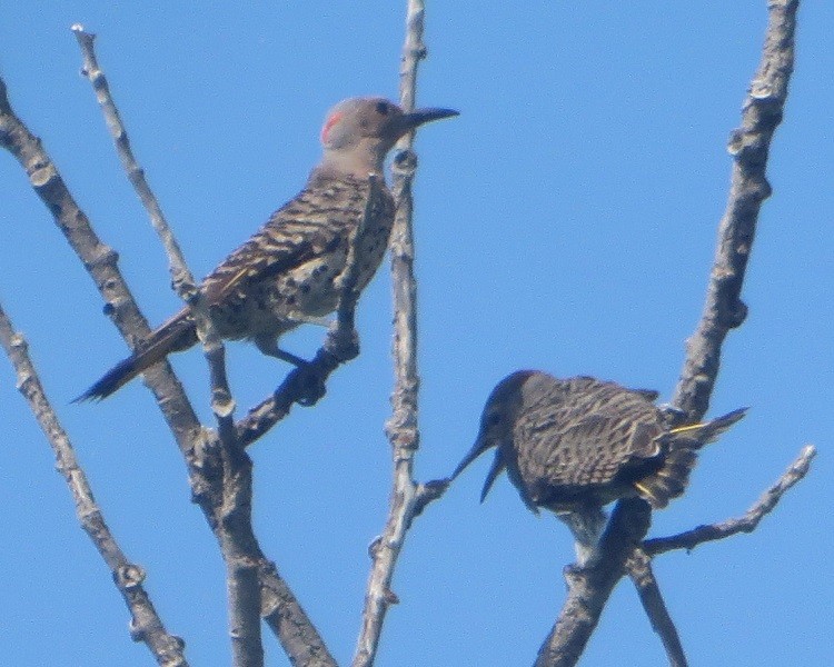 Northern Flicker - ML638575659