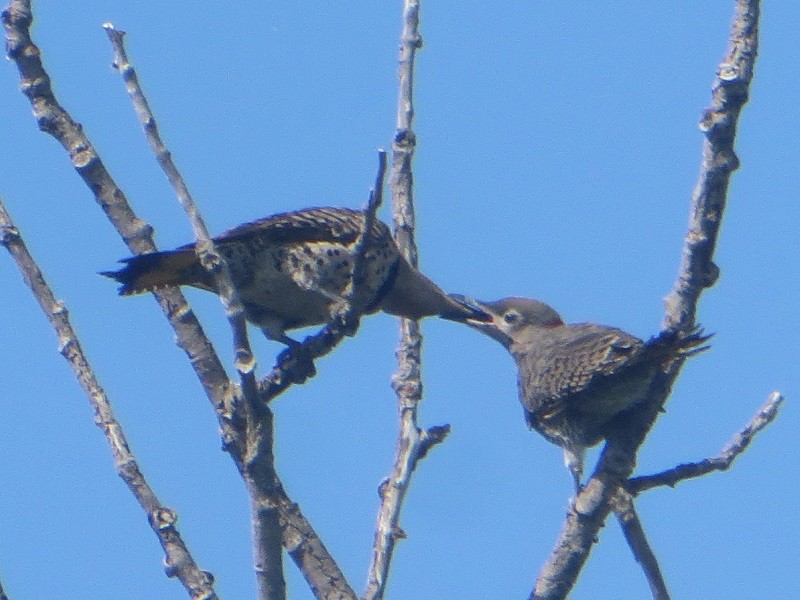Northern Flicker - ML638575660