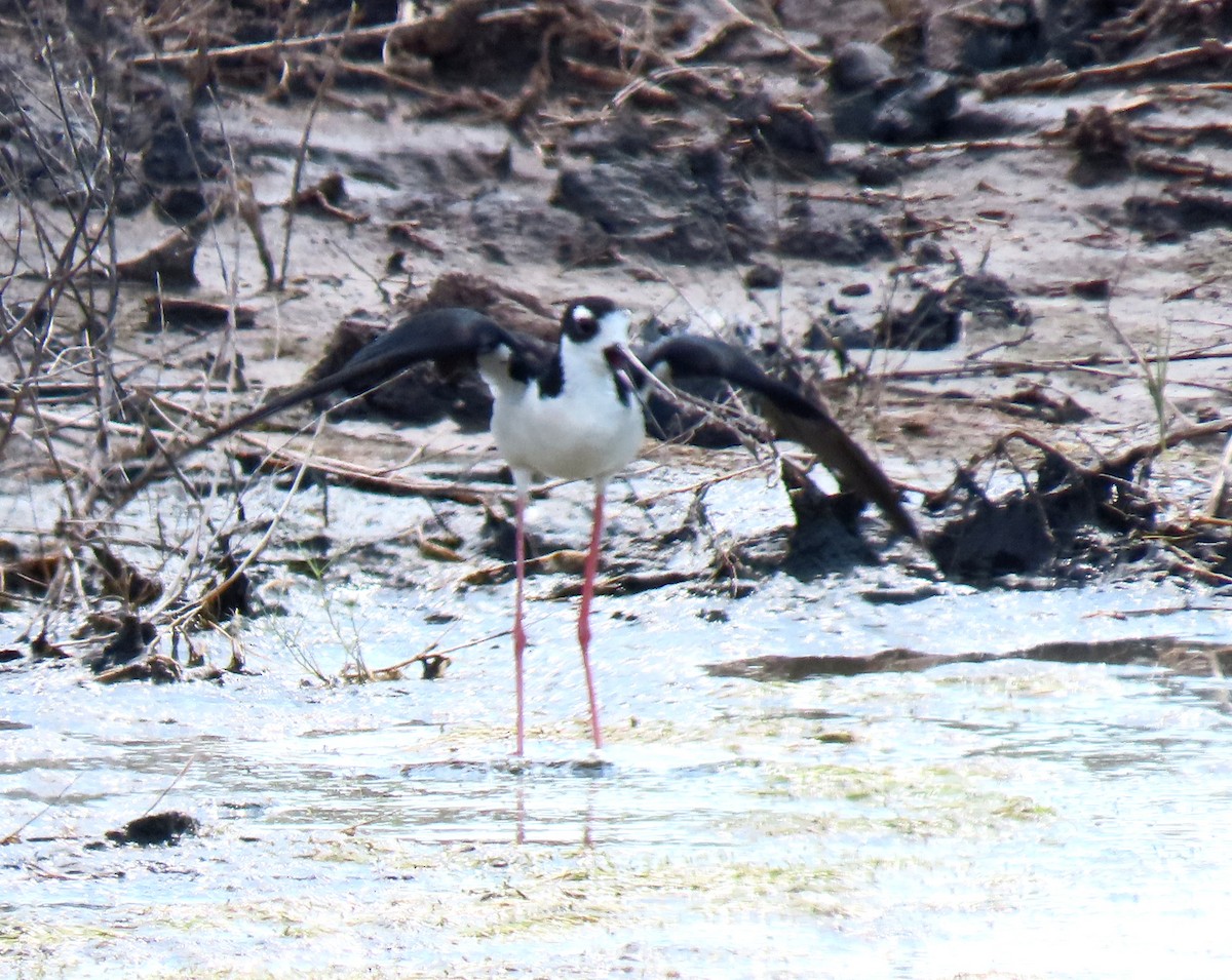 Black-necked Stilt - ML638575662
