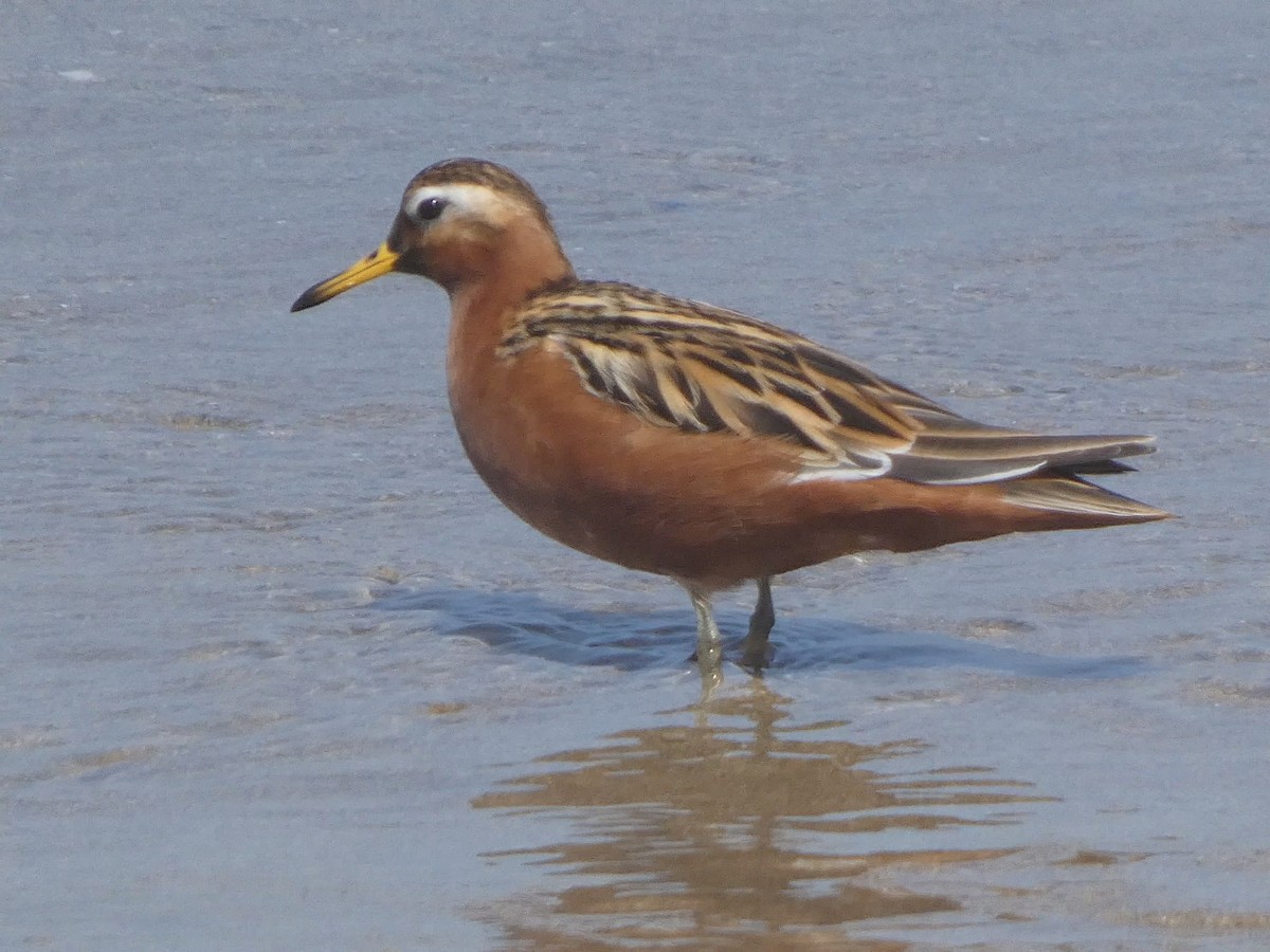 Red Phalarope - ML638575667
