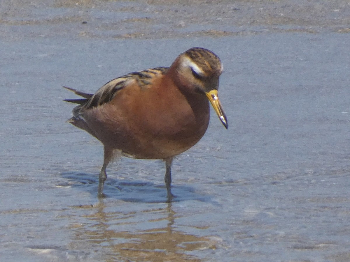 Red Phalarope - ML638575668