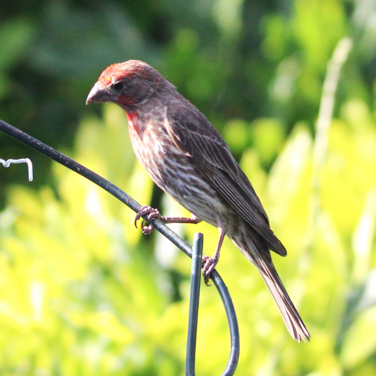 House Finch - ML638575670