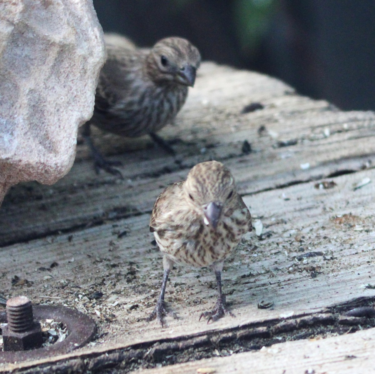 House Finch - ML638575672