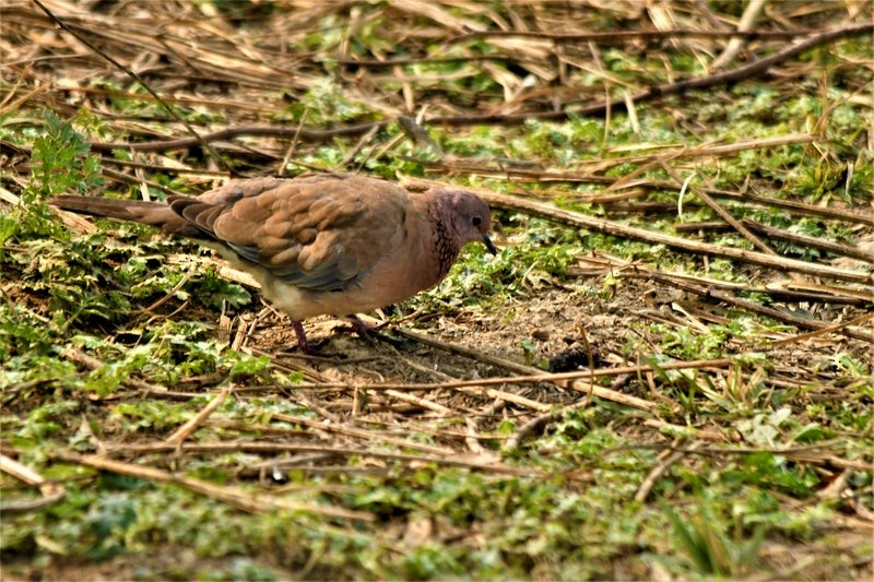 Laughing Dove - ML638575675