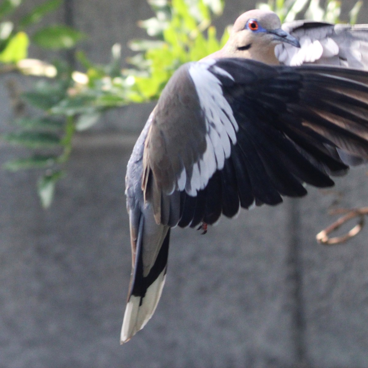 White-winged Dove - ML638575678