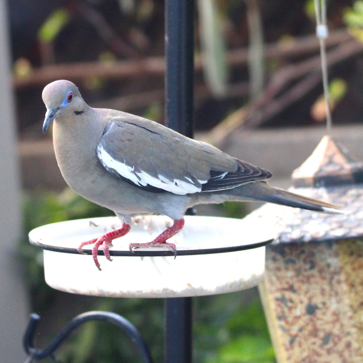 White-winged Dove - ML638575679