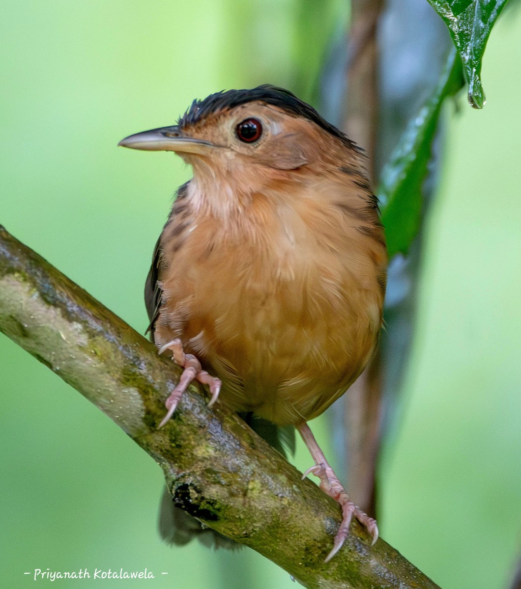 Brown-capped Babbler - ML638575680