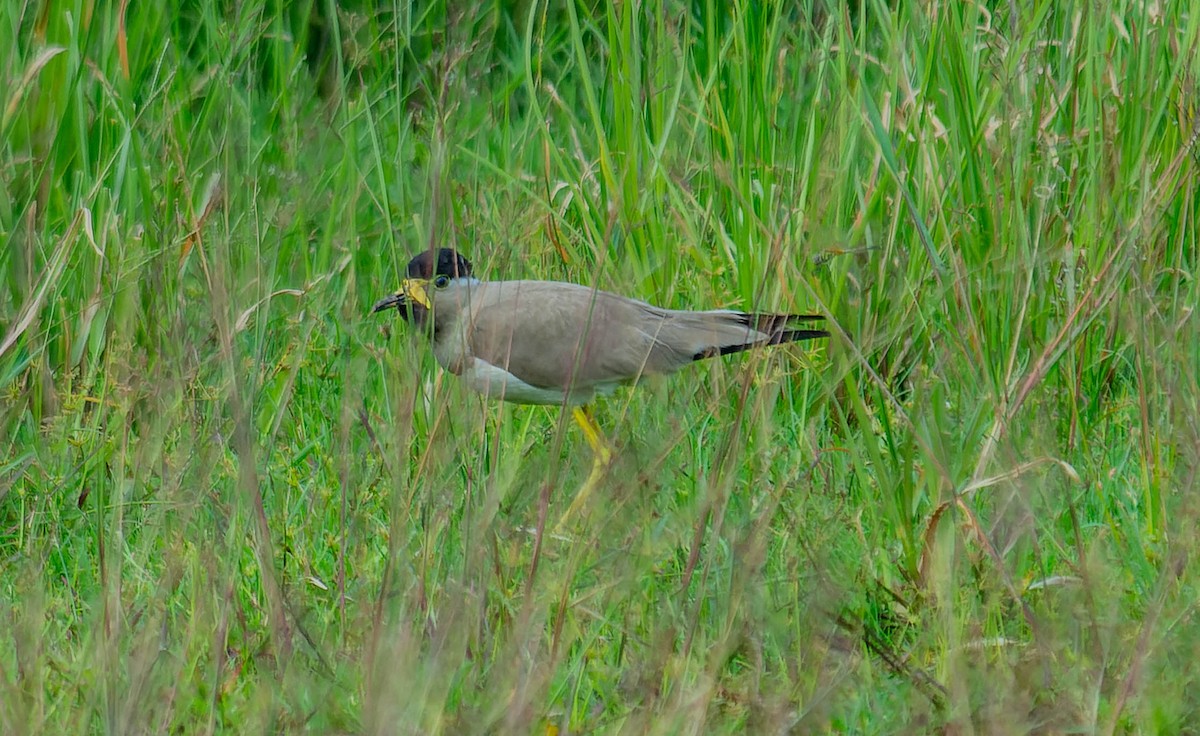 Yellow-wattled Lapwing - ML638575681