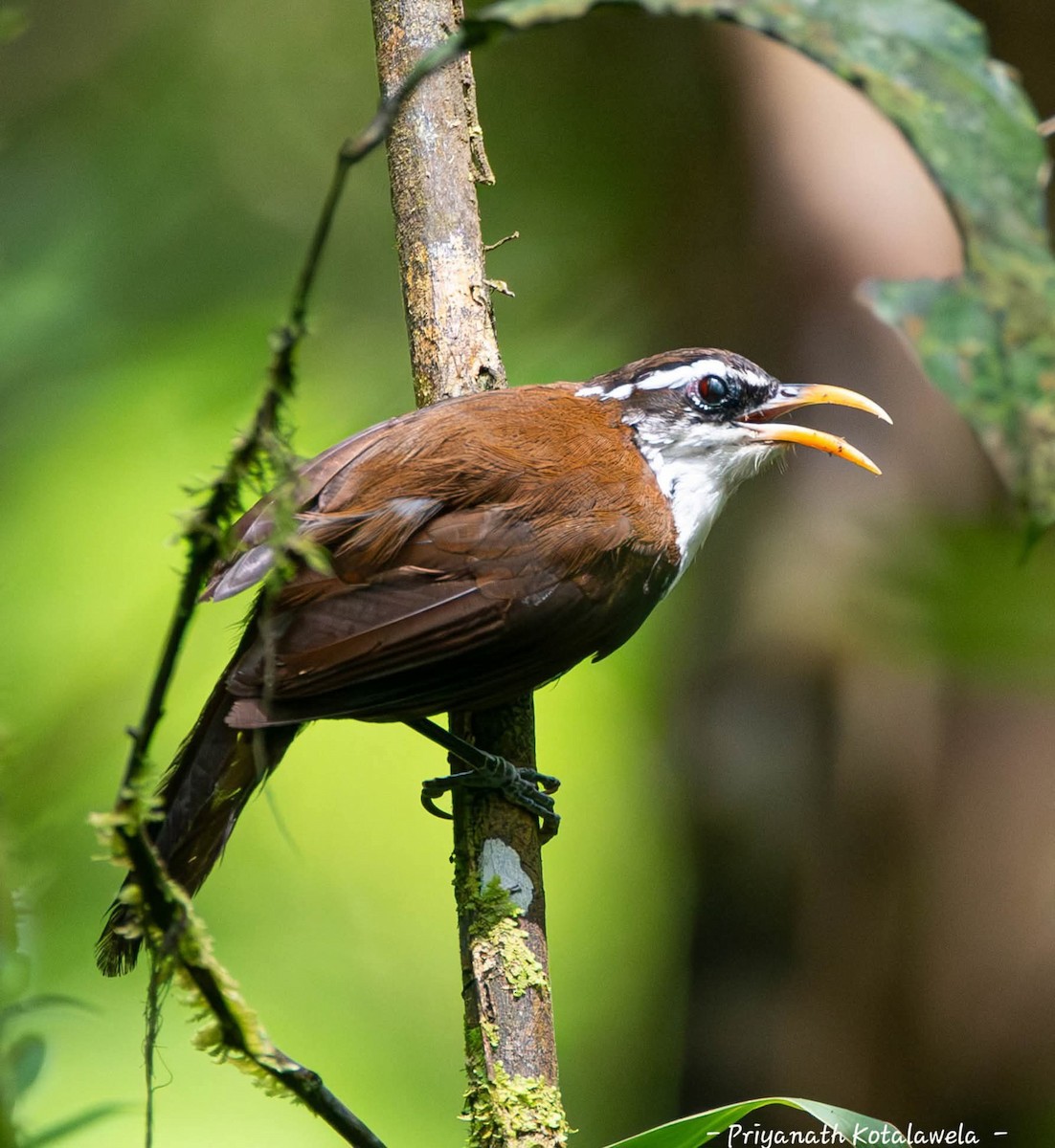 Sri Lanka Scimitar-Babbler - ML638575714