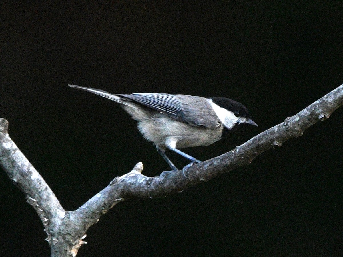 Carolina Chickadee - ML638575717