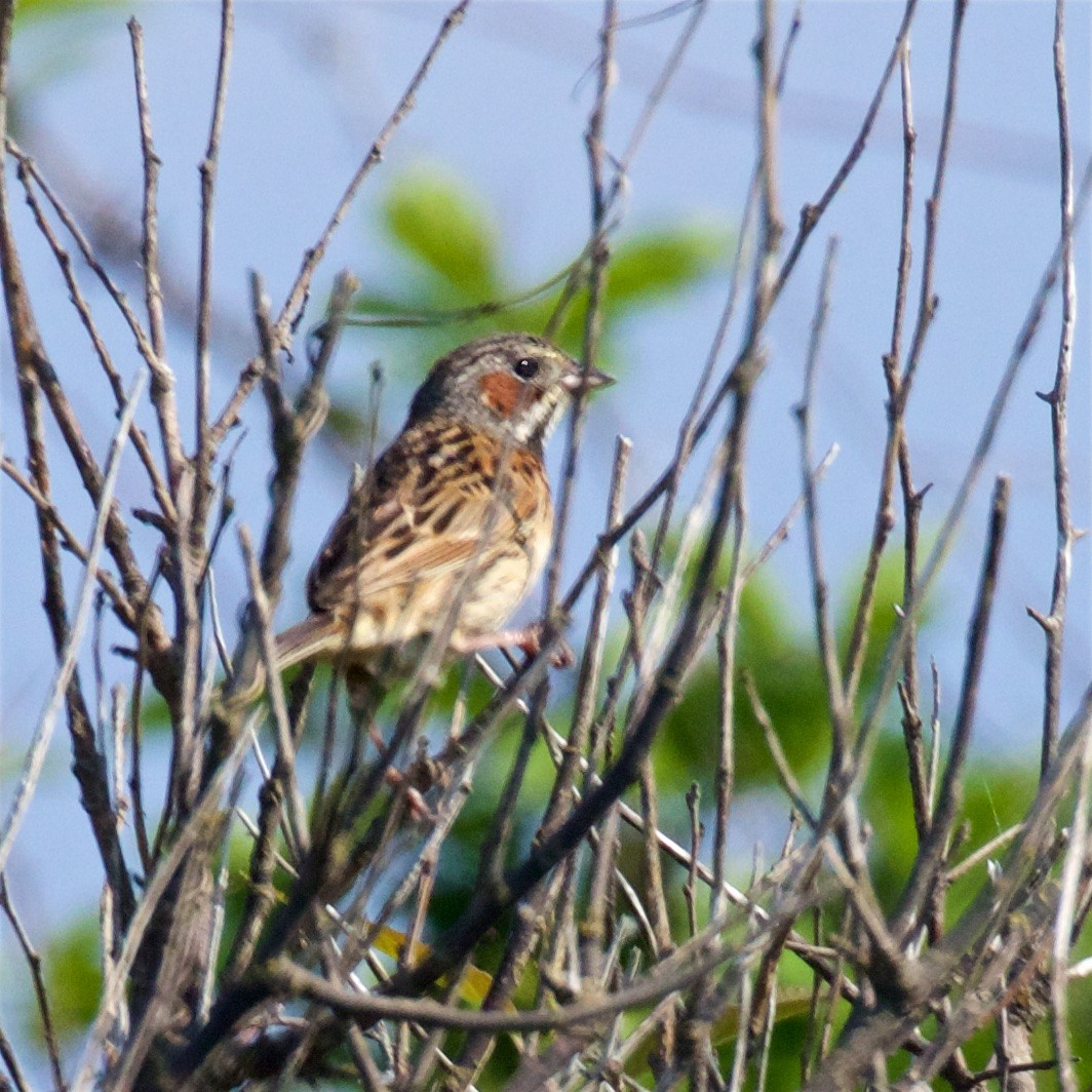 Chestnut-eared Bunting - ML638575728