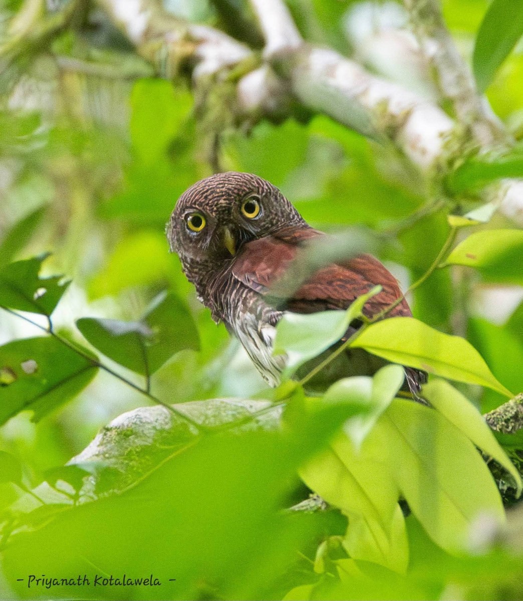 Chestnut-backed Owlet - ML638575768