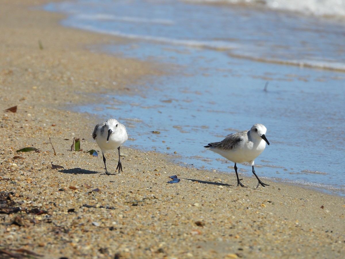 Sanderling - ML638575828
