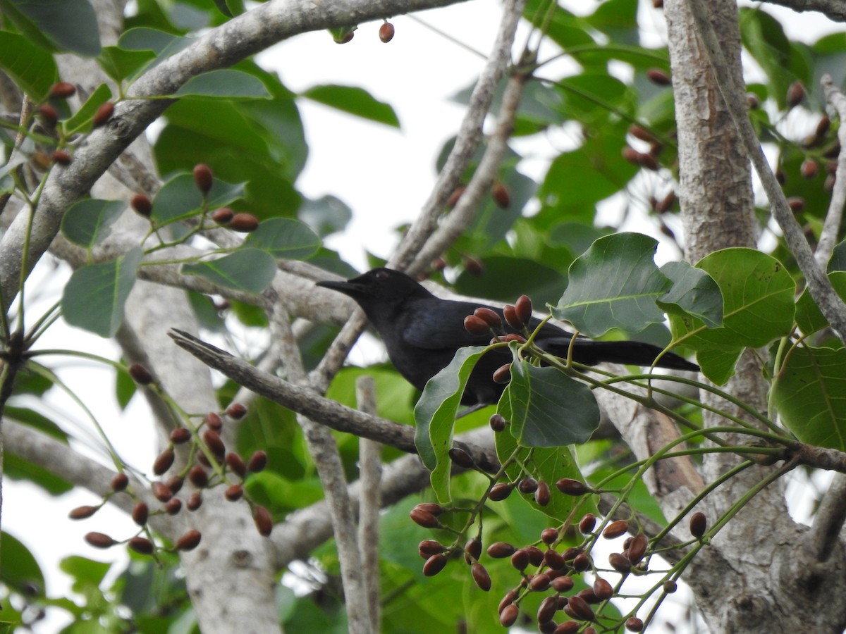 Black Catbird - ML638575829