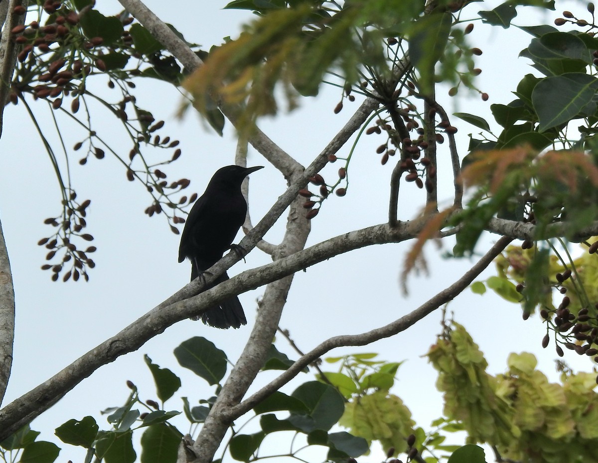 Black Catbird - ML638575831