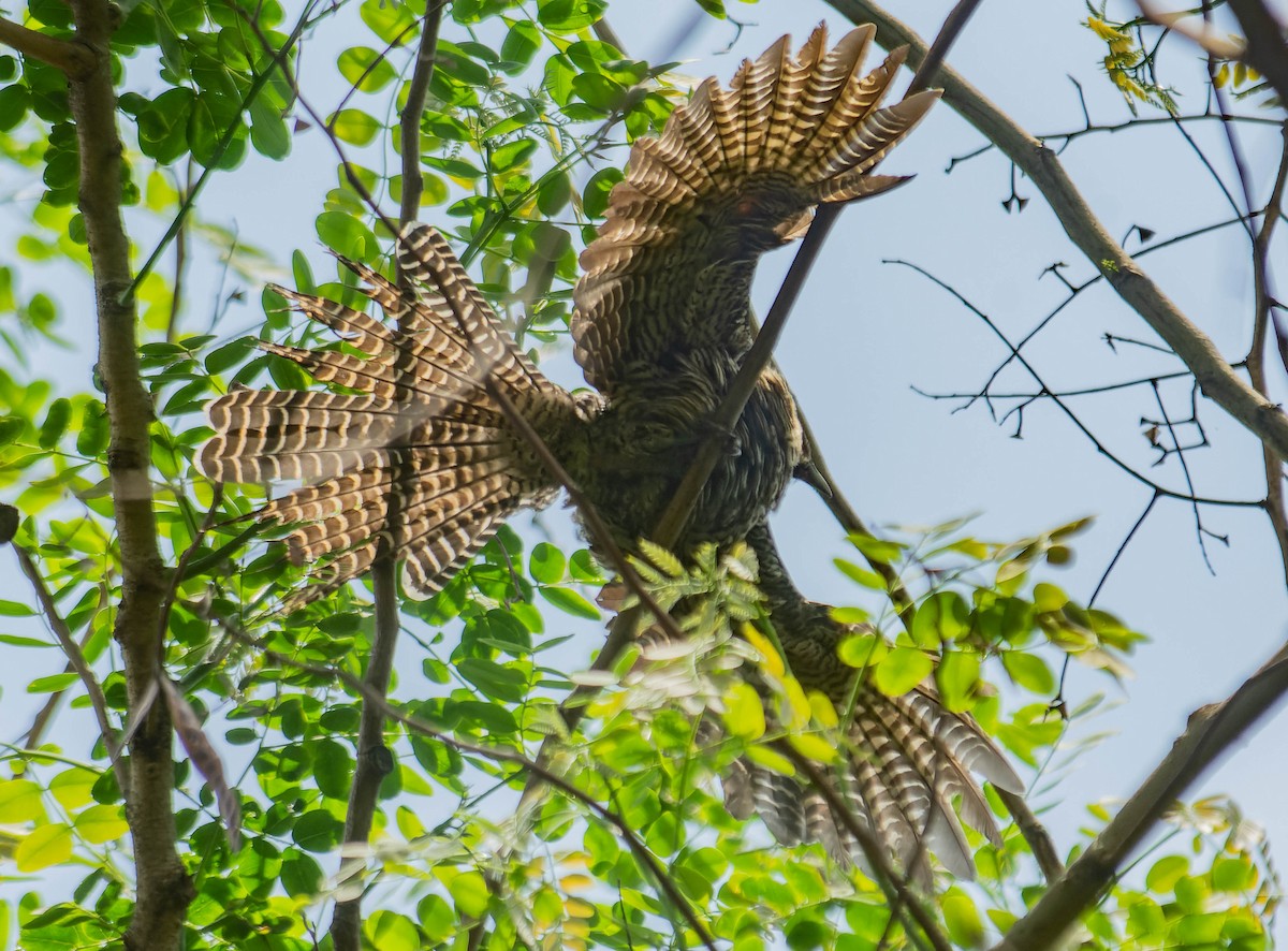 Asian Koel - ML638575862