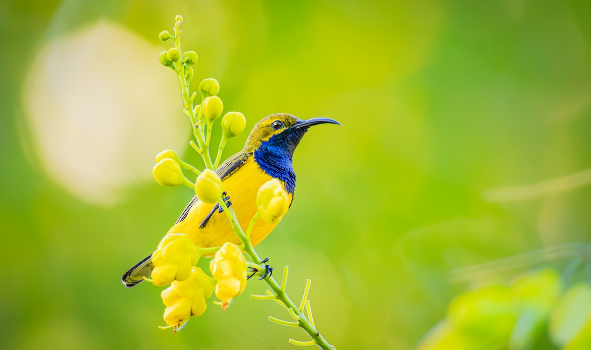 Sahul Sunbird - ML638575866