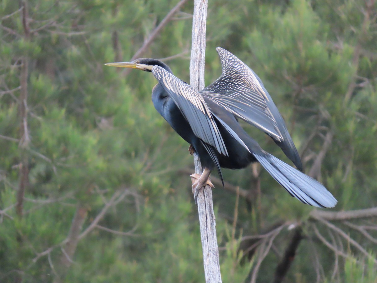 Australasian Darter - ML638575898