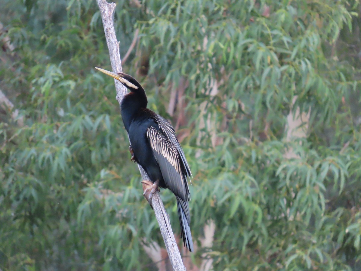 Australasian Darter - ML638575899