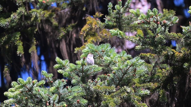 Chipping Sparrow - ML638575917