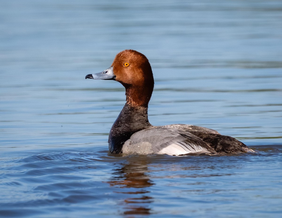 Redhead - ML638575946