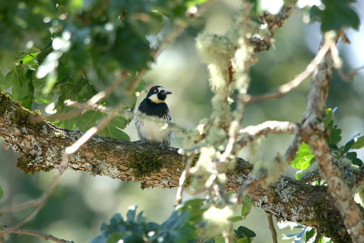 Acorn Woodpecker - ML638575951