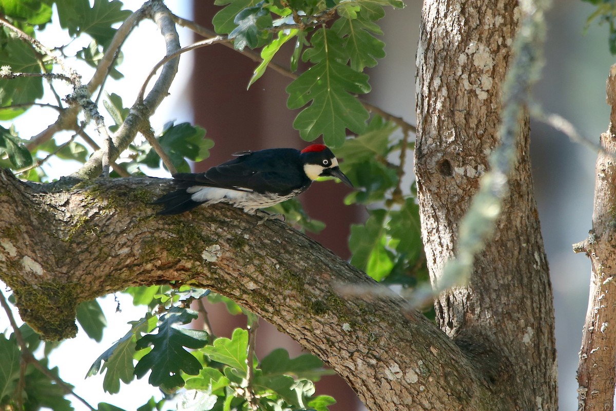 Acorn Woodpecker - ML638575952