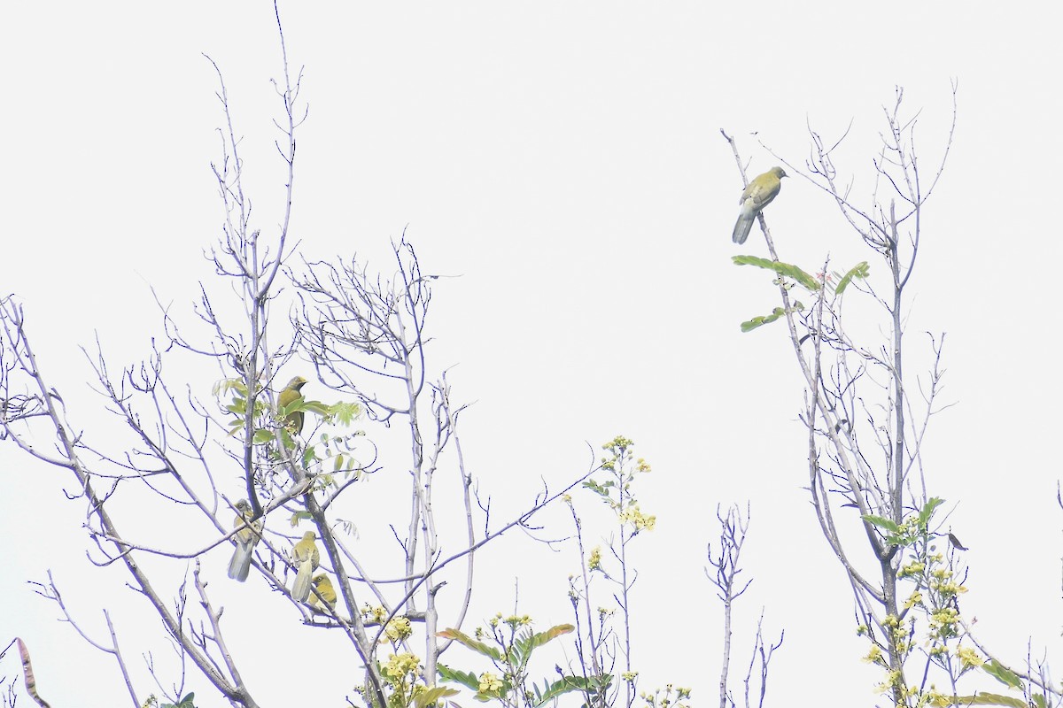 Gray-headed Bulbul - ML638575974