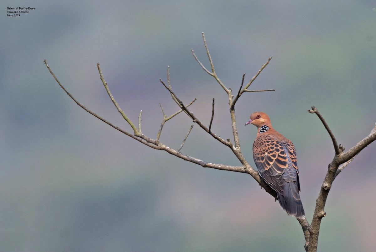 Oriental Turtle-Dove - ML638575983