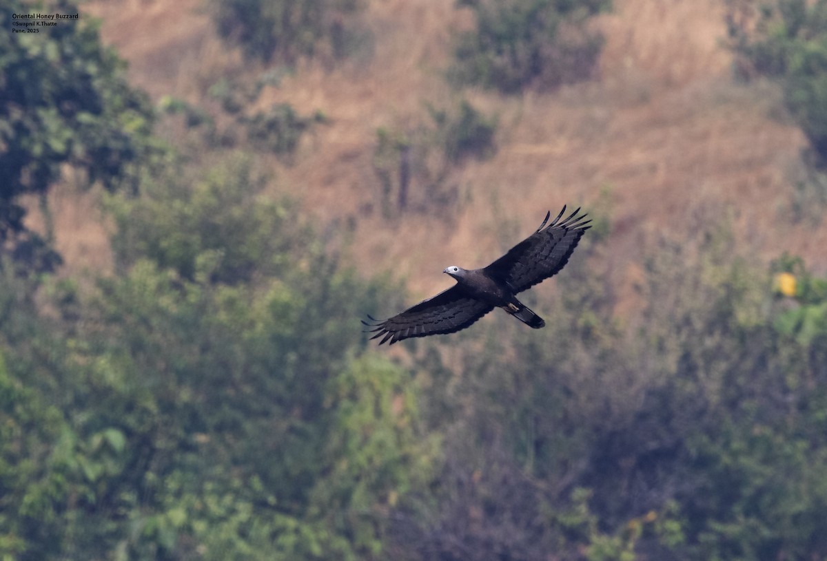 Oriental Honey-buzzard - ML638575987