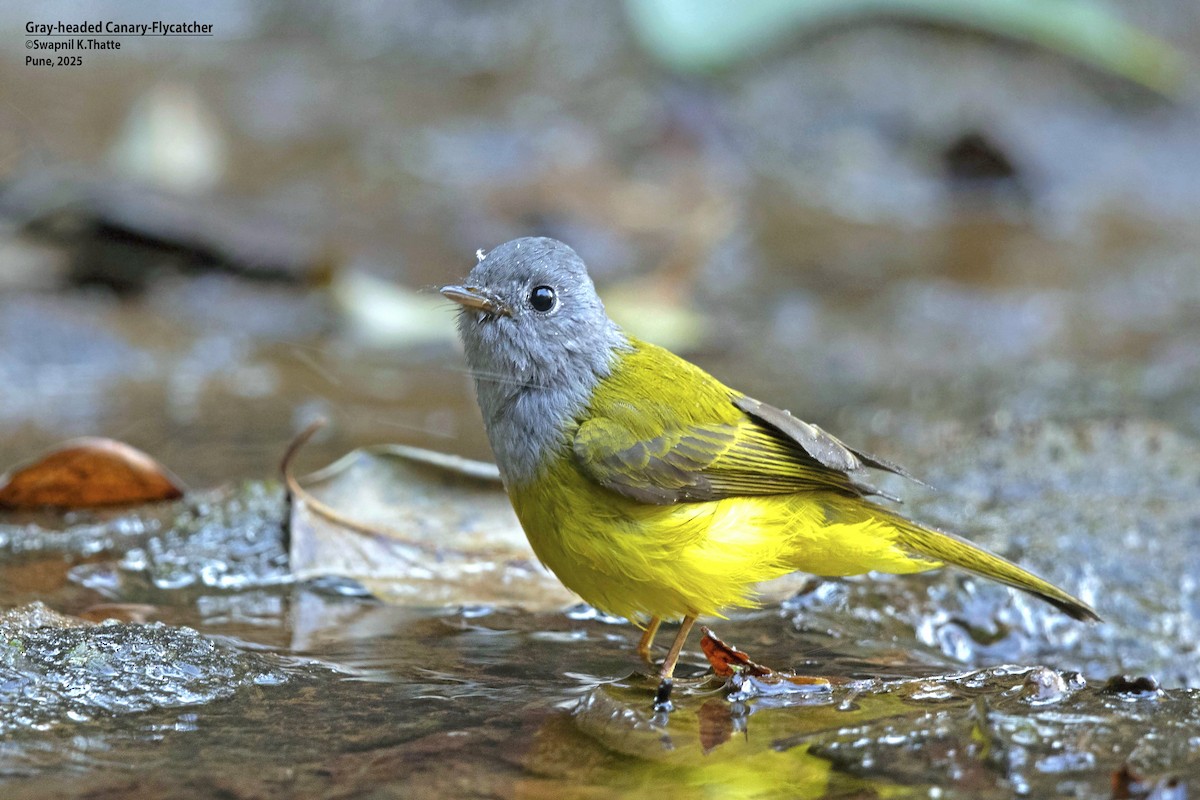 Gray-headed Canary-Flycatcher - ML638575994