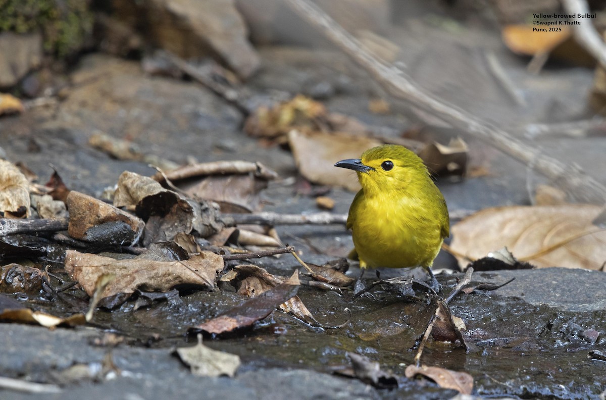 Yellow-browed Bulbul - ML638576004