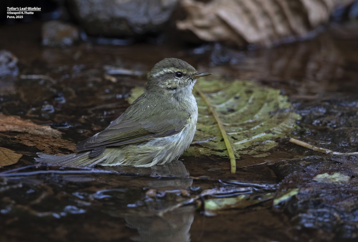 Tytler's Leaf Warbler - ML638576009