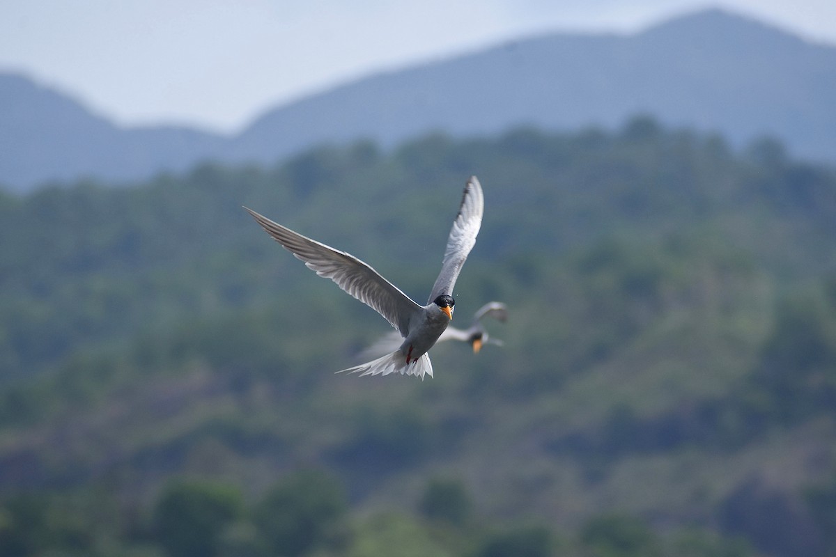 River Tern - ML638576015