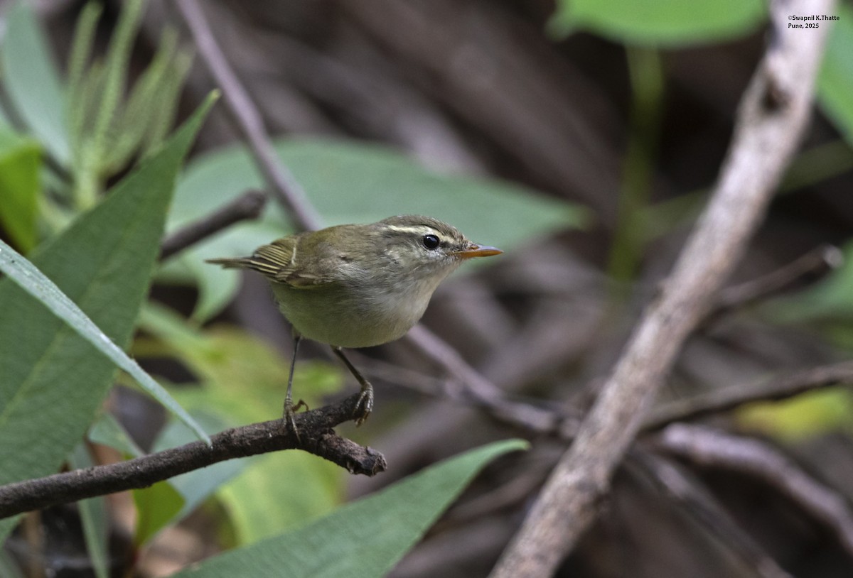 Greenish Warbler - ML638576026